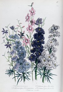 Delphiniums, 